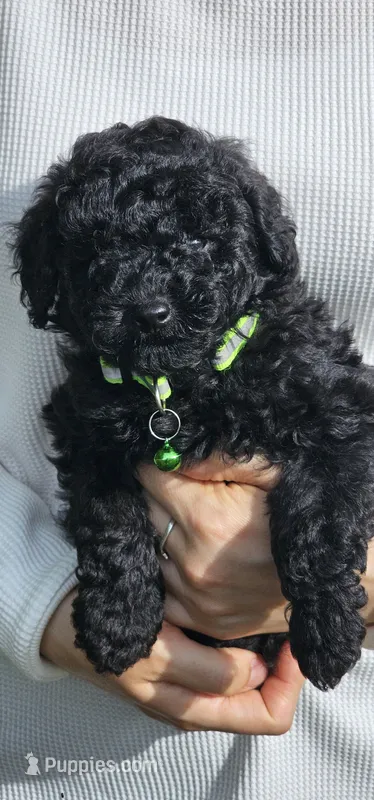 Greenberry , a male Poodle - Toy  for sale in Roebuck, SC – 1 of 10