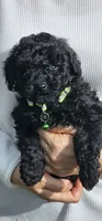 Greenberry , a male Poodle - Toy  for sale in Roebuck, SC – 1 of 10