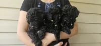 Greenberry , a male Poodle - Toy  for sale in Roebuck, SC – 2 of 10