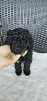 Greenberry , a male Poodle - Toy  for sale in Roebuck, SC – 3 of 10