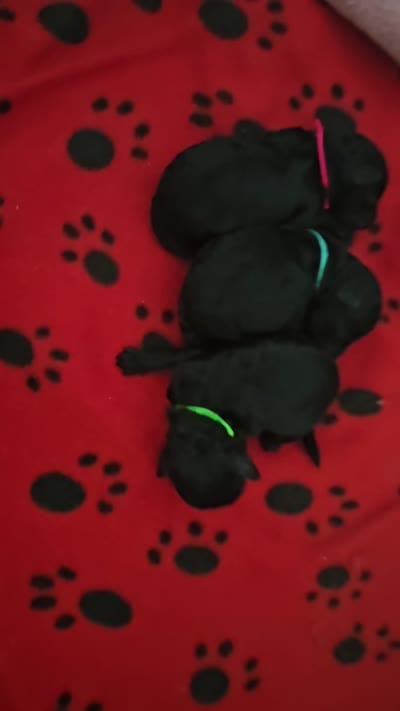 Greenberry , a male Poodle - Toy  for sale in Roebuck, SC – 10 of 10