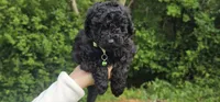 Greenberry , a male Poodle - Toy  for sale in Roebuck, SC – 6 of 10