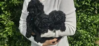 Blueberry, a male Poodle - Toy  for sale in Roebuck, SC – 3 of 4