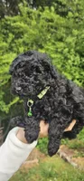 Greenberry , a male Poodle - Toy  for sale in Roebuck, SC – 7 of 10