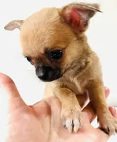 One T Cup, a male Chihuahua for sale in Oklahoma City, OK – 9 of 10