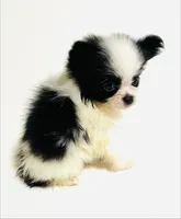 Cadence, a female Japanese Chin and Pomeranian for sale in Oklahoma City, OK – 5 of 10