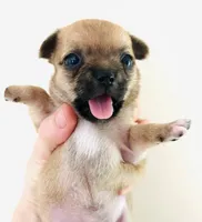 One, a female Cavalier King Charles Spaniel and Japanese Chin for sale in Oklahoma City, OK – 2 of 10
