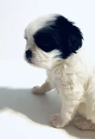 Hoop, a male Cavalier King Charles Spaniel and Japanese Chin for sale in Oklahoma City, OK – 4 of 10