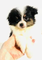 Prosody, a female Japanese Chin and Pomeranian for sale in Oklahoma City, OK – 7 of 9