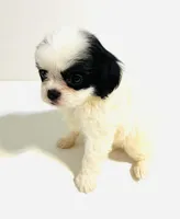 Jewel, a female Cavalier King Charles Spaniel and Japanese Chin for sale in Oklahoma City, OK – 3 of 9