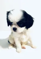 Jewel, a female Cavalier King Charles Spaniel and Japanese Chin for sale in Oklahoma City, OK – 1 of 9