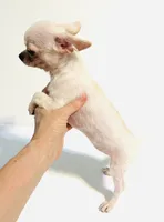 Page, a female Chihuahua and Pekingese for sale in Oklahoma City, OK – 3 of 7