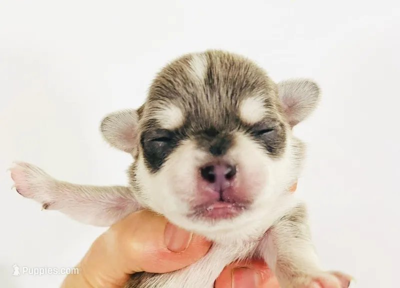 Epson – Pekingese puppy for sale in Oklahoma City, OK