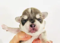 Epson, a male Pekingese for sale in Oklahoma City, OK – Photo 1 of 7