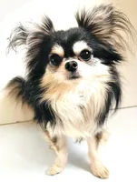 Epson, a male Pekingese for sale in Oklahoma City, OK – Photo 6 of 7