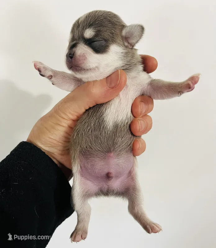 Epson – Chihuahua, Pekingese puppy for sale in Oklahoma City, OK