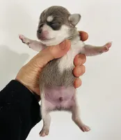 Epson, a male Pekingese for sale in Oklahoma City, OK – Photo 2 of 7
