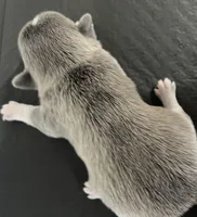 Epson, a male Pekingese for sale in Oklahoma City, OK – Photo 4 of 7