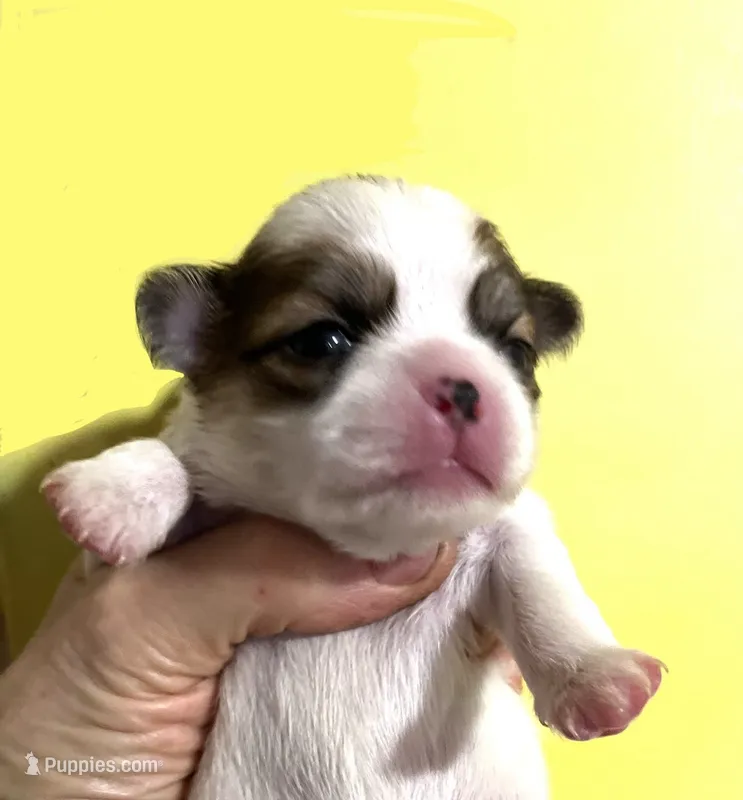 Two Step – Chihuahua, Japanese Chin puppy for sale in Oklahoma City, OK