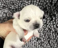 Page, a female Chihuahua for sale in Oklahoma City, OK – Photo 1 of 3