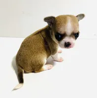 Two, a female Chihuahua for sale in Oklahoma City, OK – 5 of 10