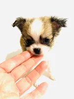 Three T Cup, a male Chihuahua for sale in Oklahoma City, OK – 4 of 9