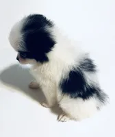 Melody, a female Japanese Chin and Pomeranian for sale in Oklahoma City, OK – 7 of 10