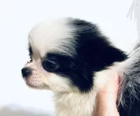 Melody, a female Japanese Chin and Pomeranian for sale in Oklahoma City, OK – 1 of 10