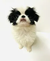 Dangle, a male Cavalier King Charles Spaniel and Japanese Chin for sale in Oklahoma City, OK – 9 of 9