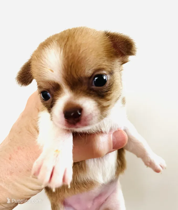 Four – Cavalier King Charles Spaniel, Japanese Chin puppy for sale in Oklahoma City, OK