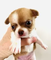 Four, a male Cavalier King Charles Spaniel and Japanese Chin for sale in Oklahoma City, OK – 1 of 2