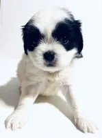 Hoop, a male Cavalier King Charles Spaniel and Japanese Chin for sale in Oklahoma City, OK – 3 of 10