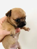 One, a female Cavalier King Charles Spaniel and Japanese Chin for sale in Oklahoma City, OK – 6 of 10