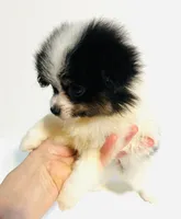 Prosody, a female Japanese Chin and Pomeranian for sale in Oklahoma City, OK – 4 of 7