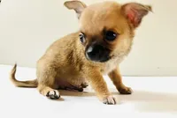 One T Cup, a male Chihuahua for sale in Oklahoma City, OK – 8 of 10