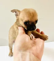 One T Cup, a male Chihuahua for sale in Oklahoma City, OK – 7 of 10