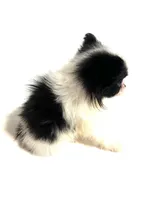 Cadence, a female Japanese Chin and Pomeranian for sale in Oklahoma City, OK – 3 of 10