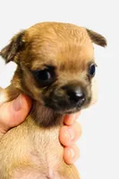 Five, a female Chihuahua for sale in Oklahoma City, OK – 4 of 8