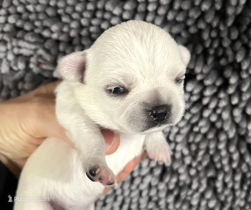 Page – Pekingese puppy for sale in Oklahoma City, OK