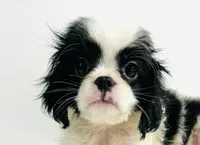 Hoop, a male Cavalier King Charles Spaniel and Japanese Chin for sale in Oklahoma City, OK – 7 of 10