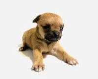 Five, a female Chihuahua for sale in Oklahoma City, OK – 3 of 8