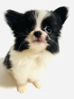 Genre, a male Japanese Chin and Pomeranian for sale in Oklahoma City, OK – 4 of 7