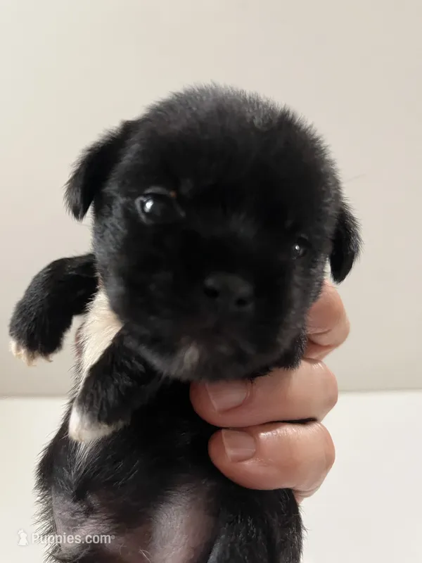 Equinox – Miniature Schnauzer, Japanese Chin puppy for sale in Oklahoma City, OK
