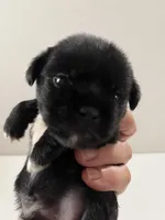 Equinox, a male Miniature Schnauzer and Japanese Chin for sale in Oklahoma City, OK – 1 of 5