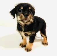 Solstice, a male Miniature Schnauzer and Japanese Chin for sale in Oklahoma City, OK – 7 of 10