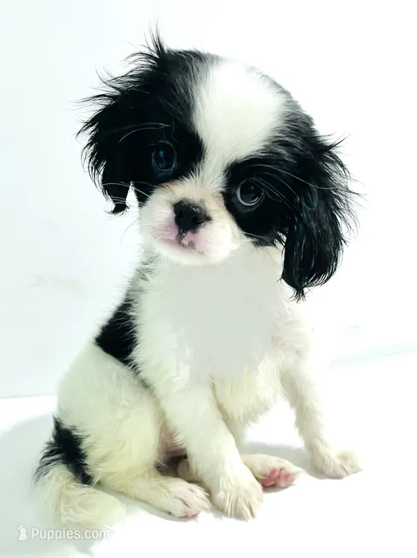 Hoop  **Sale** – Cavalier King Charles Spaniel, Japanese Chin puppy for sale in Oklahoma City, OK