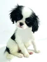 Hoop, a male Cavalier King Charles Spaniel and Japanese Chin for sale in Oklahoma City, OK – 3 of 10