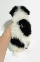Prosody, a female Japanese Chin and Pomeranian for sale in Oklahoma City, OK – 3 of 7