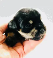 Solstice, a male Miniature Schnauzer and Japanese Chin for sale in Oklahoma City, OK – 4 of 6