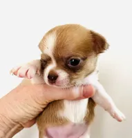 Four, a male Cavalier King Charles Spaniel and Japanese Chin for sale in Oklahoma City, OK – 2 of 2